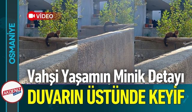 Osmaniye'de Nadir Misafir; Duvarın Üstünde Sabah Keyifi