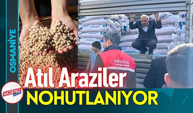 Osmaniye'de Atıl Araziler Nohutlanıyor!