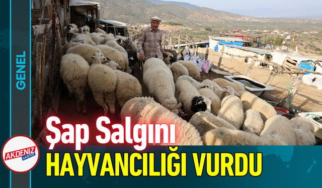 Şap Salgını Hayvancılığı Vurdu!