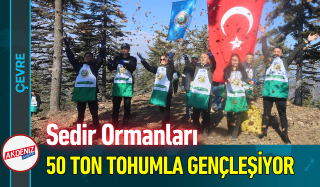 Sedir Ormanları 50 Ton Tohumla Gençleşiyor!