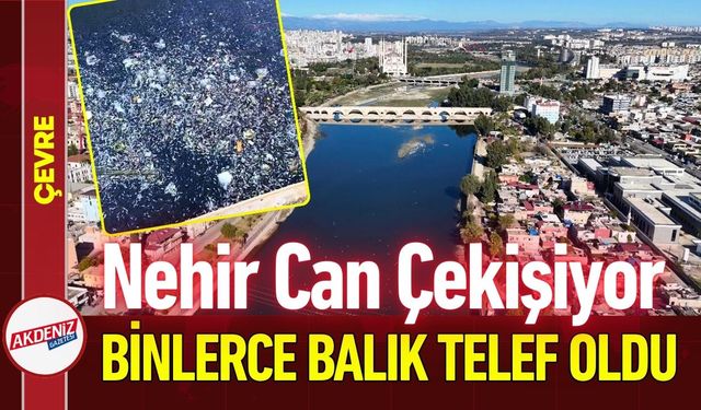 Seyhan Nehri'nde Binlerce Balık Telef Oldu