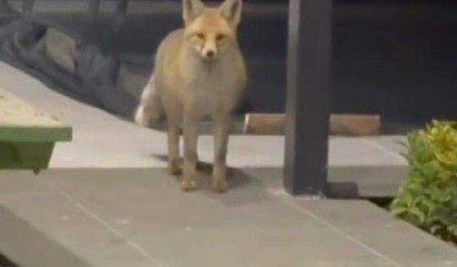 Tilki evin bahçesine girip kedi mamalarını yedi