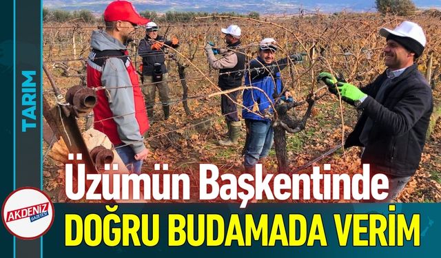 Üzümün Başkentinde Doğru Budama Seferberliği
