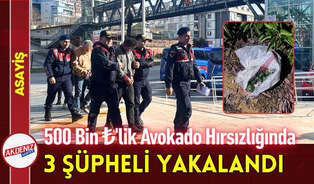 500 Bin ₺'lik Avokado Hırsızlığında 3 Şüpheli Yakalandı!