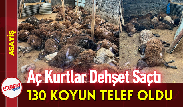 Aç Kurtlar Dehşet Saçtı: 130 Koyun Telef Oldu!