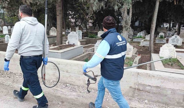 Adana'da Köpek Sürüsü Paniği; Veliler Ve Esnaf Tedirgin