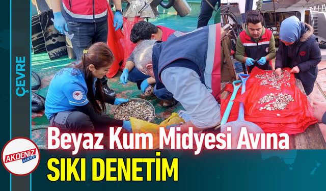 Beyaz Kum Midyesi Avına Sıkı Denetim!