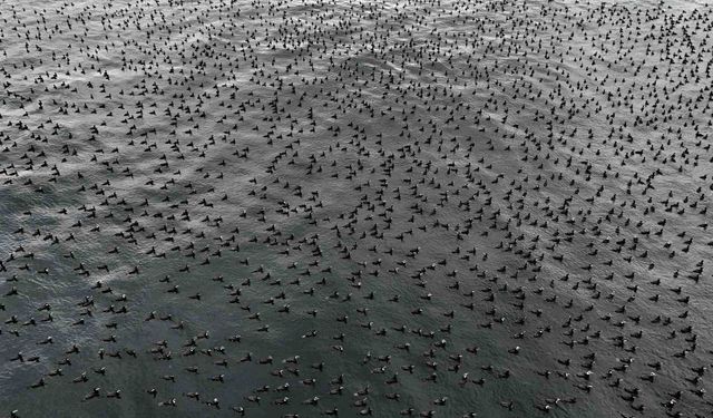 Binlerce Karabatak Marmara’yı Kapladı