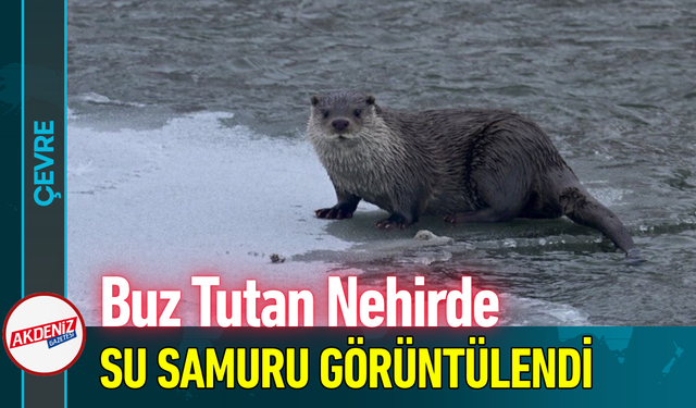 Buz Tutan Nehirde Su Samuru Görüntülendi!
