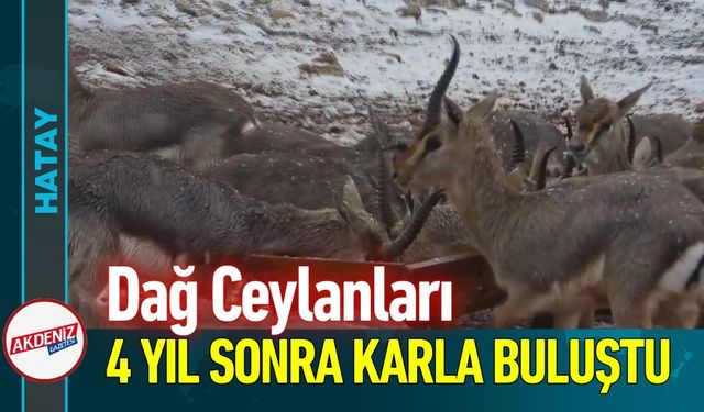 Dağ Ceylanları 4 Yıl Sonra Karla Buluştu