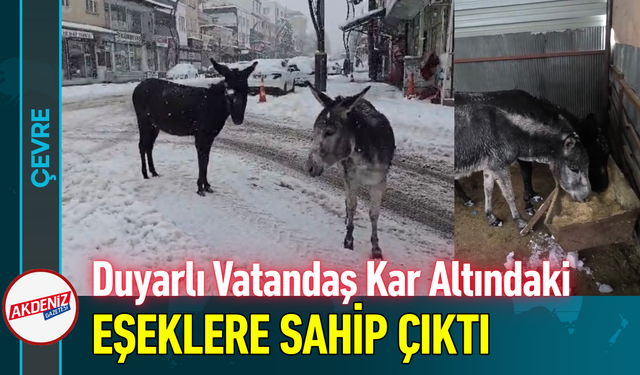 Duyarlı Vatandaş Kar Altındaki Eşeklere Sahip Çıktı!