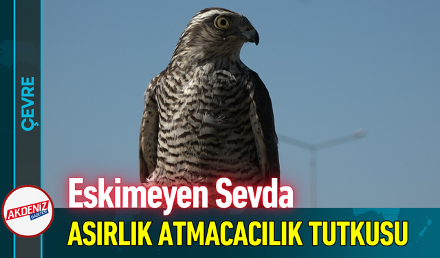Eskimeyen Sevda: Asırlık Atmacacılık Tutkusu!