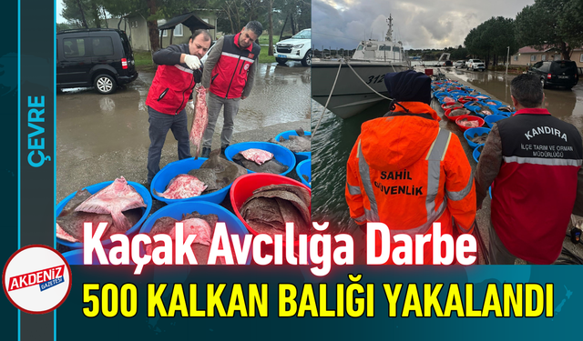 Kaçak Avcılığa Darbe: 500 Kalkan Balığı Yakalandı!