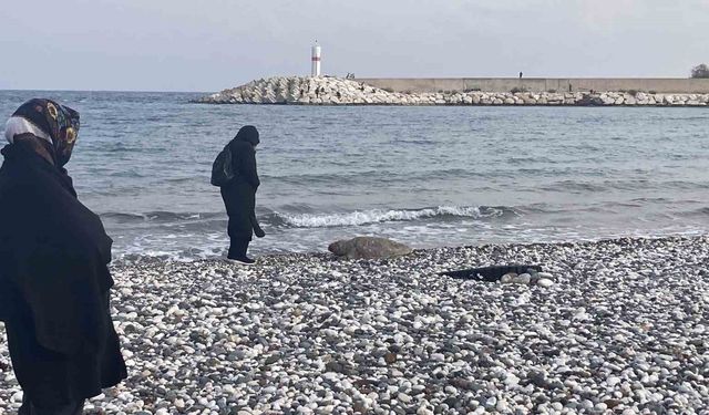 Mersin'de Caretta Caretta Alarmı