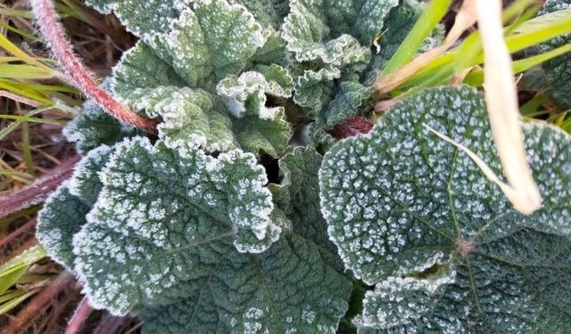 Meteoroloji’den Gece ve Sabah Saatlerinde Zirai Don Uyarısı!