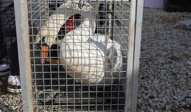 Nadir Görülen Göç Kazası Mutlu Sonla Bitti