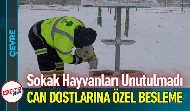 Sokak Hayvanlarına Kar Desteği: İlçe Mama İle Donatıldı