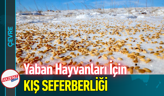 Yaban Hayvanları İçin Kış Seferberliği!