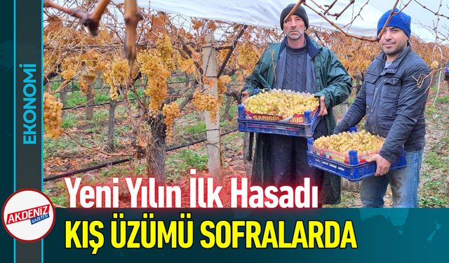 Yeni Yılın İlk Hasadı Kış Üzümü Sofralarda!