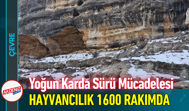 Yoğun Karda Sürü Mücadelesi: Hayvancılık 1600 Rakımda!