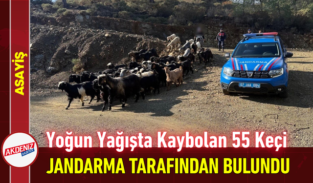 Yoğun Yağışta Kaybolan 55 Keçi Jandarma Tarafından Bulundu!