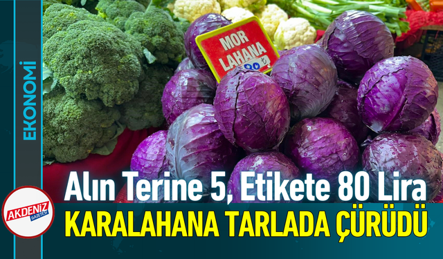 Alın Terine 5, Etikete 80 Lira: Karalahana Tarlada Çürüdü!