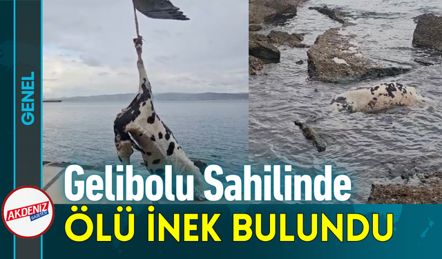 Gelibolu Sahilinde Ölü İnek Bulundu!