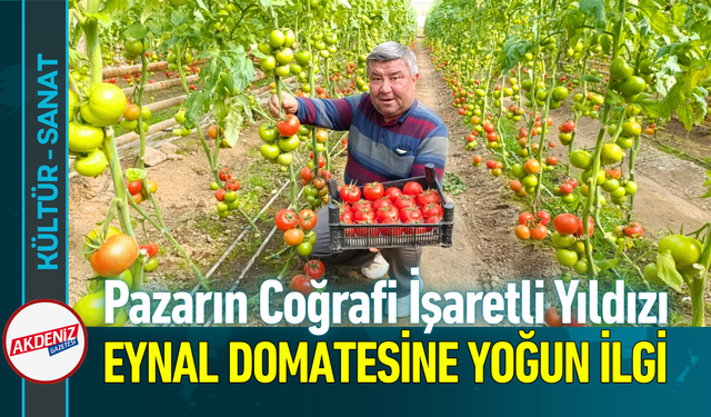 Pazarın Coğrafi İşaretli Yıldızı: Eynal Domatesine Yoğun İlgi!