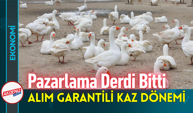 Pazarlama Derdi Bitti: Alım Garantili Kaz Dönemi!