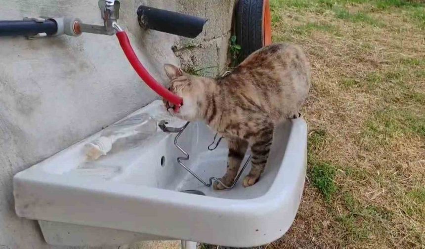 Kedi deyip geçmeyin, ’Yıldız’ kedi suyunu çeşmeden içiyor