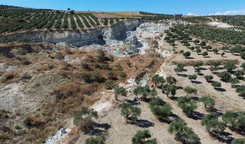 Depremde ikiye ayırdığı bahçede tedirgin eden zeytin hasadı