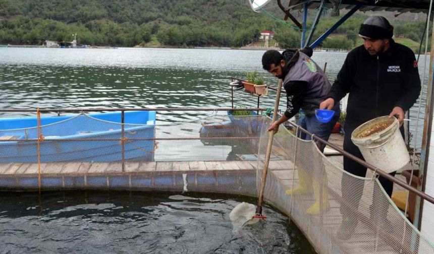 Depremzede balıkçılar 54 ülkeye balık ihraç etti