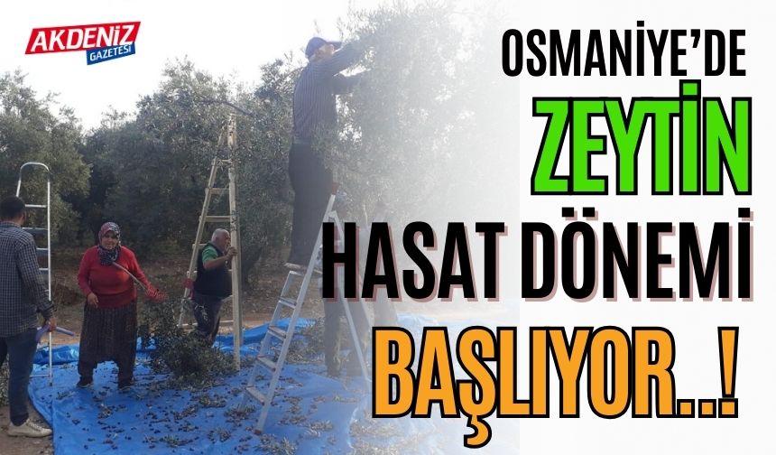 OSMANİYE’DE ZEYTİN HASADI BAŞLADI