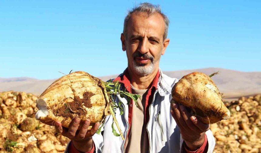 Şeker pancarı hasadı başladı