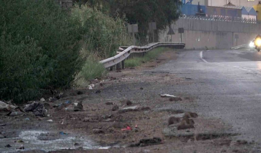 Farelerin bu yolu istila etme sebebine şok olacaksınız!