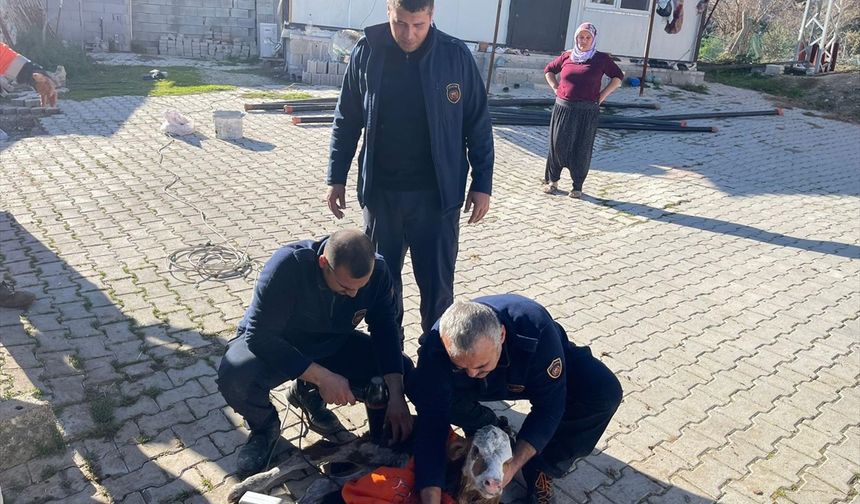 Atık su borusuna sıkışan buzağıyı itfaiye kurtardı