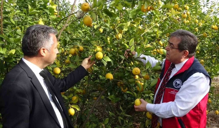 Mersin'de Sahte Limon Soslarına Geçit Yok