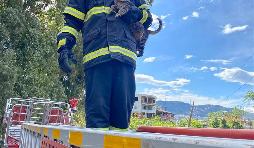 Hatay'da ağaçta mahsur kalan kediyi itfaiye personeli kurtardı
