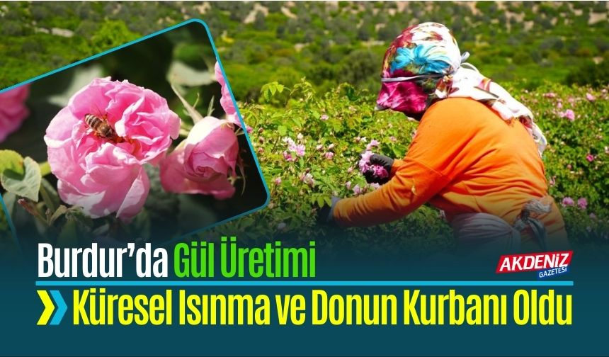 Burdur’da Gül Üretimi Küresel Isınma ve Donun Kurbanı Oldu