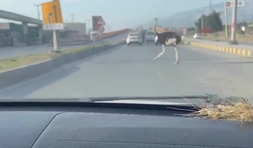 Deve kuşunu trafikte gören vatandaşın şaşkınlık yaşadığı anlar gülümsetti