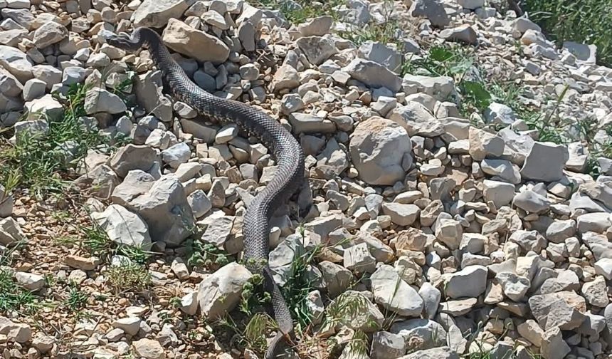 Kahramanmaraş’ta Zehirli Engerek Yılanı Görüntülendi