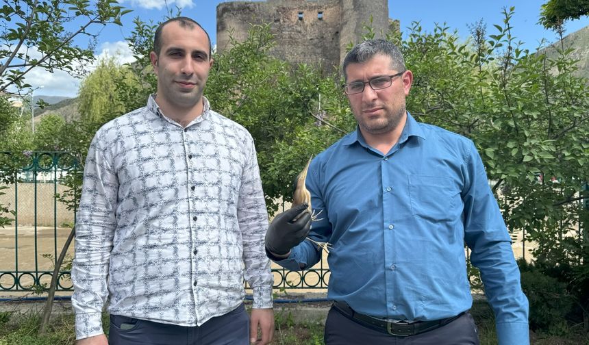Erzurum’da Nesli Tehlikede Olan Kuş Yaralı Bulundu