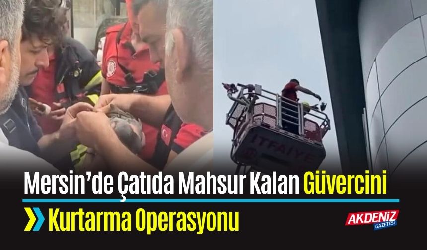 Mersin’de Çatıda Mahsur Kalan Güvercini Kurtarma Operasyonu