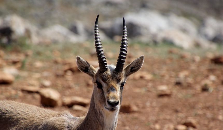 Hatay'daki dağ ceylanı merkezi, "gazella gazella" türünün neslini koruyor