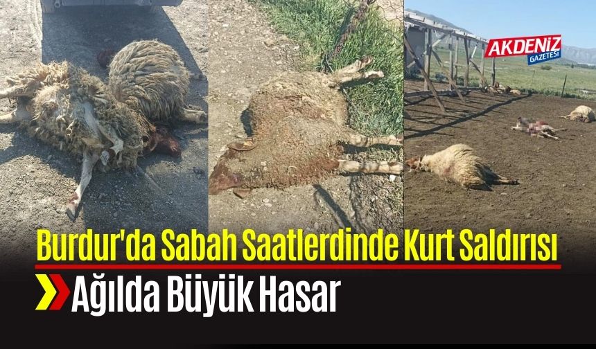 Burdur'da Ağıla Giren Kurtlar Büyük Hasar Yarattı