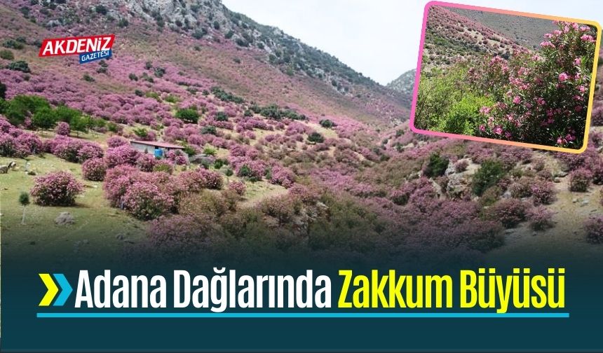 Adana Dağlarında Zakkum Büyüsü  Dağları Renklendirdi