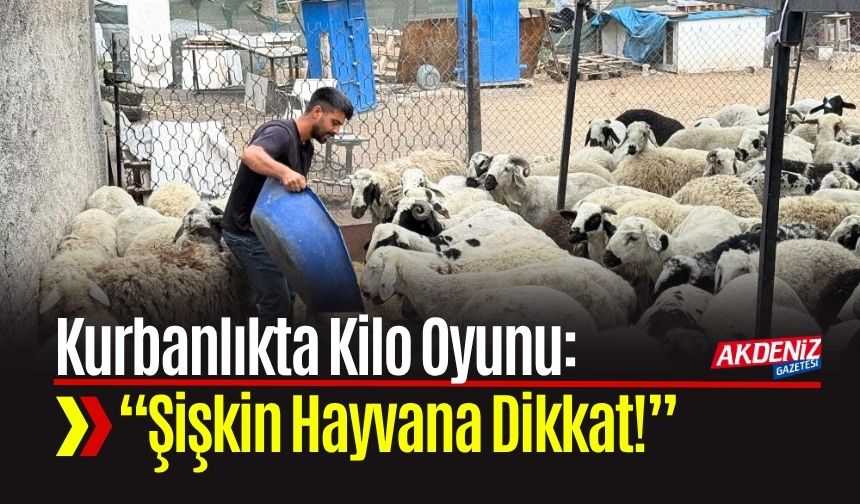 Kurbanlıkta Kilo Oyunu: “Şişkin Hayvana Dikkat!”