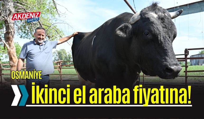 Kurbanlık 1,2 Tonluk Boğa, Alıcısını Bekliyor