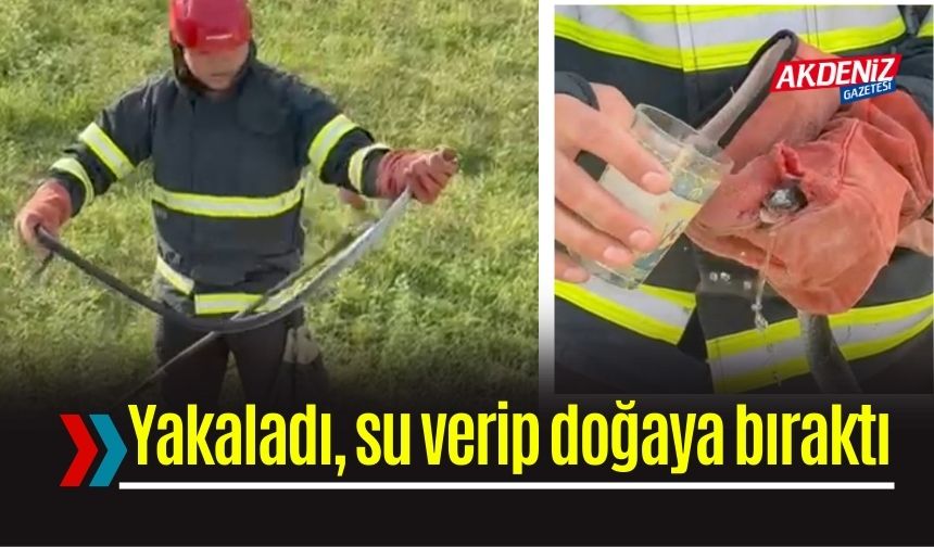Yılanı Önce Yakaladı Sonra Su Verip Doğaya Saldı
