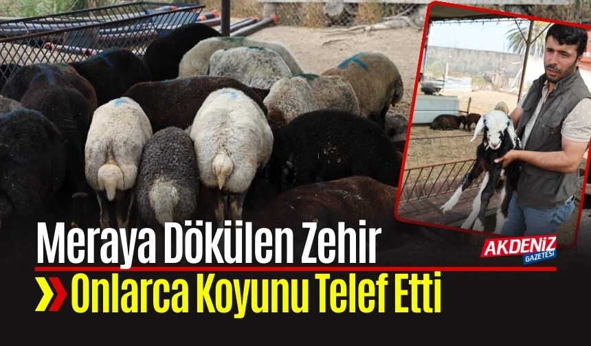 Meraya Dökülen Zehir 77 Koyunu Telef Etti Kuzular Annesiz Kaldı